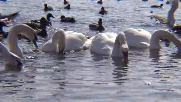 Uccelli Dell Ucraina Cigni Gabbiani Anatre Uccelli Acquatici Svernanti Nel — Video Stock