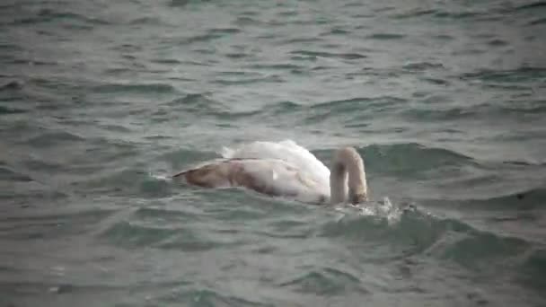 Oiseaux Ukraine Cygnes Goélands Canards Oiseaux Aquatiques Hivernants Dans Mer — Video