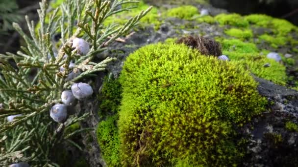 Les Mousses Sont Petites Plantes Sans Fleurs Bryophyta — Video