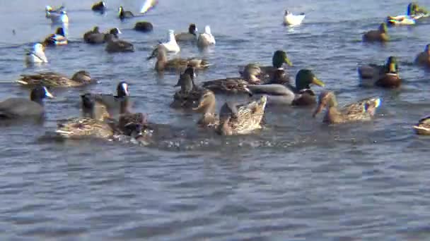 Птахи України Лебеді Чайки Качки Зимуючі Водоплавні Птахи Чорному Морі — стокове відео