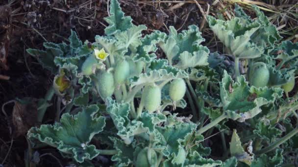 Ecballium Est Genre Plantes Famille Des Cucurbitaceae — Video