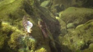 Sphynx blenny (Aidablennius sphynx), erkek balık kayaların üzerinde oynamak. Karadeniz. Ukrayna