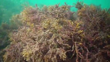 Karadeniz tekir balığı alg kistosira çalılıklarında yüzer.