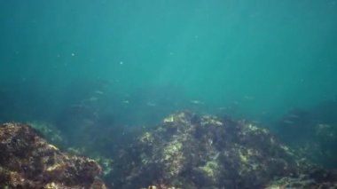 Karadeniz tekir balığı alg kistosira çalılıklarında yüzer.