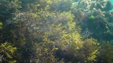 Karadeniz kayalarda Cystoseira yosun