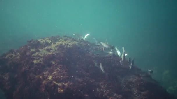 Black Sea Fish Mullet Swims Thickets Algae Cystosira — Stock Video