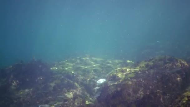 Black Sea Fish Mullet Swims Thickets Algae Cystosira — Stock Video