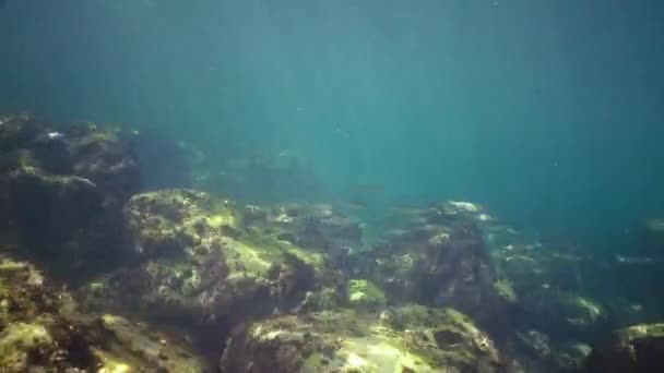 Черная Рыба Кефаль Плавает Над Зарослями Водорослей Цистозира — стоковое видео