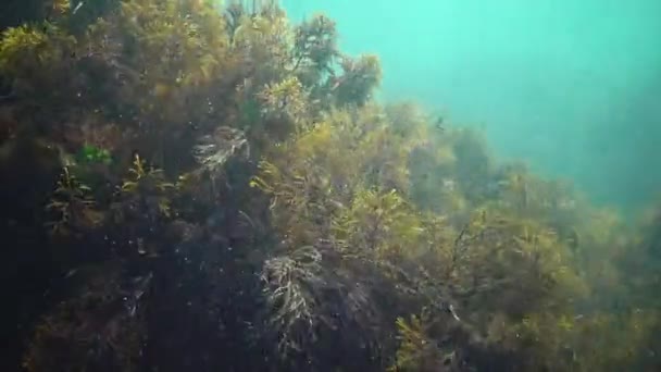 Cystoseira Algae Rocks Black Sea — Stock Video