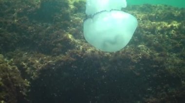 Namlu denizanası (Rhizostoma pulmo) su sütunu, orta atış yüzüyor. Karadeniz. Ukrayna.