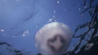 Namlu denizanası (Rhizostoma pulmo) su sütunu, orta atış yüzüyor. Karadeniz. Ukrayna.