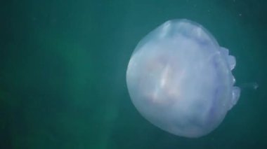 Namlu denizanası (Rhizostoma pulmo) su sütunu, orta atış yüzüyor. Karadeniz. Ukrayna.