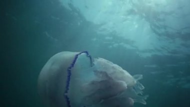 Namlu denizanası (Rhizostoma pulmo) su sütunu, orta atış yüzüyor. Karadeniz. Ukrayna.