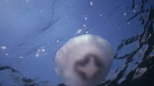 Βαρέλι Μέδουσες Rhizostoma Pulmo Κολυμπά Στη Στήλη Νερού Μεσαίο Πλάνο — Αρχείο Βίντεο