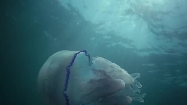 Barrel Jellyfish Rhizostoma Pulmo Swims Water Column Medium Shot Black — Stock Video