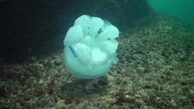 Namlu denizanası (Rhizostoma pulmo) su sütunu, orta atış yüzüyor. Karadeniz. Ukrayna.