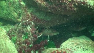 Sualtı görüntüleri. Deniz balık türlerinin Ocellated kendi düğün ritüelleri gerçekleştirme Wrasse (Symphodus ocellatus)