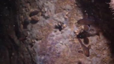 Kahverengi yetersiz veya corb (Sciaena umbra) Karadeniz'de, Bulgaristan genç balık.