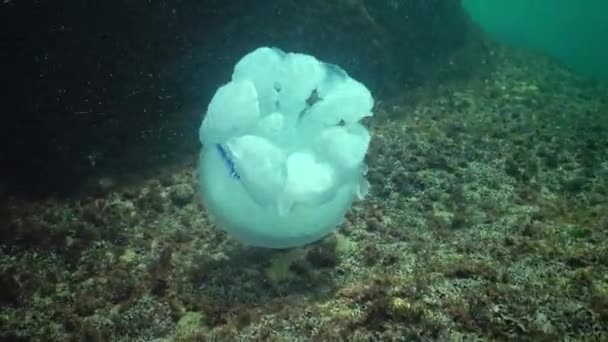 Medusas Barril Rhizostoma Pulmo Nada Columna Agua Tiro Medio Mar — Vídeos de Stock