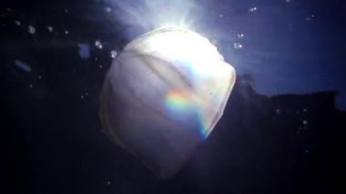 Ctenophores, yırtıcı denizanası istilacı Karadeniz, denizanası Mnemiopsis leidy yiyip bitiren Beroe üçle, tarak. Ukrayna, Karadeniz'in kuzey kesiminde