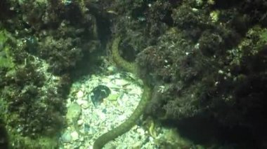 Karadeniz'de, Bulgaristan su altında. Zar yılanı (Natrix tessellata) bir Avrupa zehirsiz yılan ailesine Colubridae, alt familya Natricinae ait olduğunu.