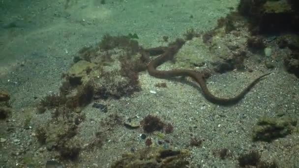 Unter Dem Wasser Schwarzen Meer Bulgarien Die Würfelnatter Natrix Tessellata — Stockvideo