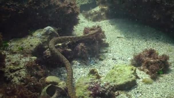 Unter Dem Wasser Schwarzen Meer Bulgarien Die Würfelnatter Natrix Tessellata — Stockvideo