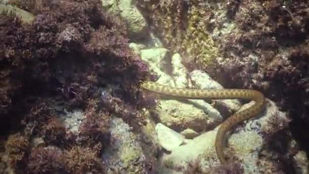 Водой Черном Море Болгария Кости Змея Natrix Tessellata Является Европейской — стоковое видео