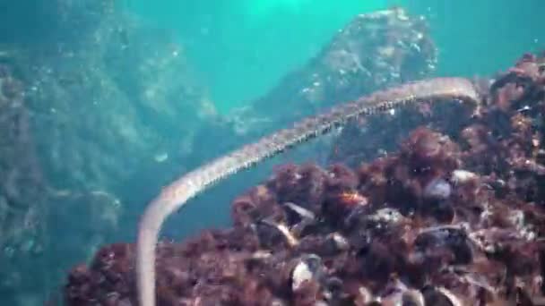 Sott Acqua Nel Mar Nero Bulgaria Serpente Dado Natrix Tessellata — Video Stock