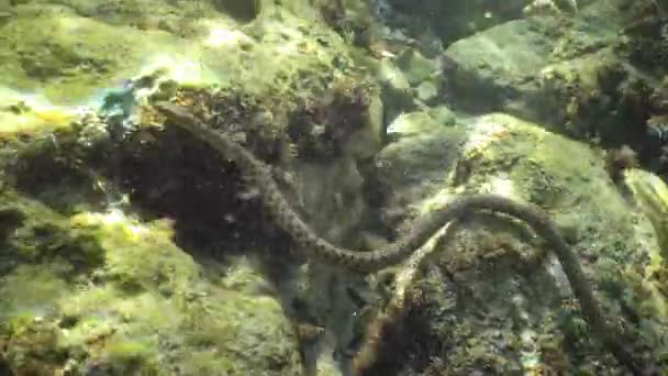 Sous l'eau dans la mer Noire, Bulgarie. Le serpent à dés (Natrix tessellata) est un serpent européen non venimeux appartenant à la famille des Colubridae, sous-famille des Natricinae. .