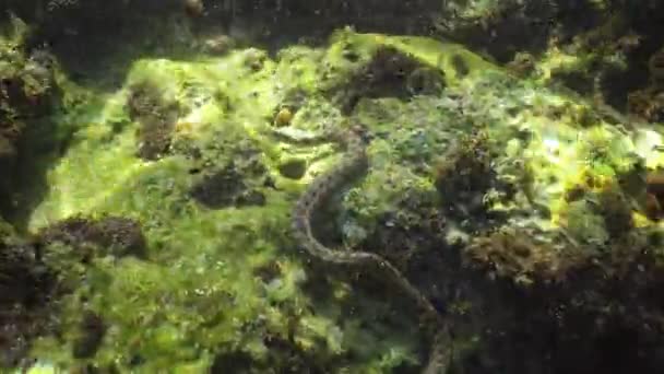在黑海的水下 保加利亚 骰子蛇 Natrix Tessellata 是一种欧洲 Nonvenomous 蛇属于家庭 Colubridae Natricinae — 图库视频影像