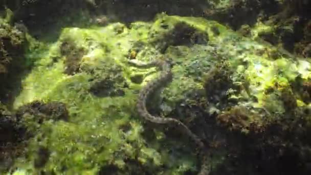 Sous l'eau dans la mer Noire, Bulgarie. Le serpent à dés (Natrix tessellata) est un serpent européen non venimeux appartenant à la famille des Colubridae, sous-famille des Natricinae. .