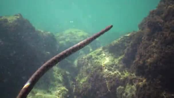 Водой Черном Море Болгария Кости Змея Natrix Tessellata Является Европейской — стоковое видео