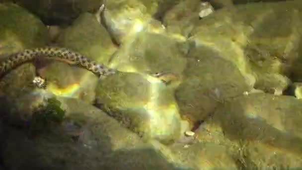 Pod Vodou Černém Moři Bulharsko Dice Snake Natrix Tessellata Evropská — Stock video