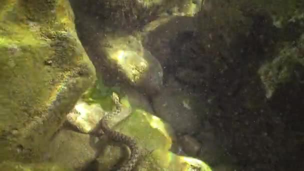 Bajo Agua Mar Negro Bulgaria Natrix Tessellata Una Serpiente Europea — Vídeo de stock