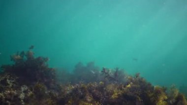 Karadeniz tekir balığı alg kistosira çalılıklarında yüzer.