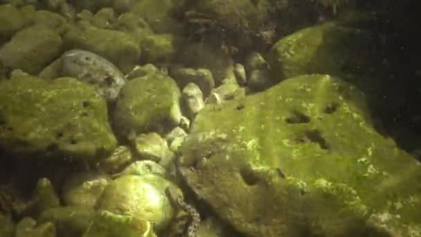 Unter Dem Wasser Schwarzen Meer Bulgarien Die Würfelnatter Natrix Tessellata — Stockvideo