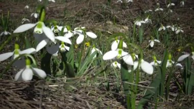 Tiligul Haliç, kırmızı kitap Ukrayna'nın eteklerinde vahşi Amaryllidaceae, Amaryllidoideae, Galanthus elwesii (Elwes'ın kardelen, büyük kardelen)