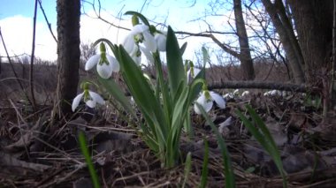Tiligul Haliç, kırmızı kitap Ukrayna'nın eteklerinde vahşi Amaryllidaceae, Amaryllidoideae, Galanthus elwesii (Elwes'ın kardelen, büyük kardelen)
