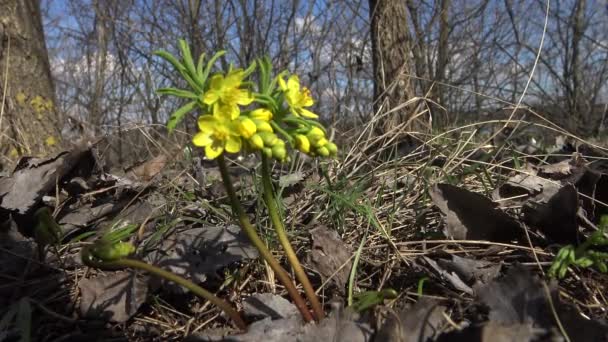 Léontice Gymnospermium Odessanum Fleurissant Dans Nature Sur Les Pentes Estuaire — Video