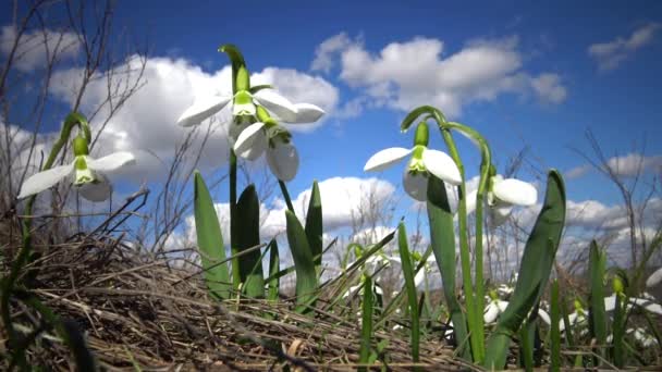 Amaryllidaceae Amaryllisväxter Galanthus Elwesii Elwess Snödroppe Större Snowdrop Vilt Sluttningarna — Stockvideo