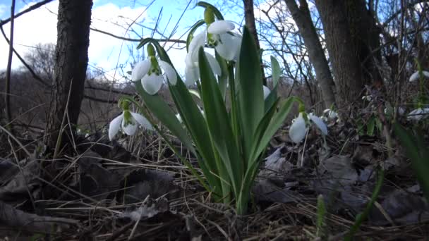 Amaryllidaceae Amaryllidoideae Galanthus Elwesii Elwes Schneeglöckchen Großes Schneeglöckchen Freier Wildbahn — Stockvideo