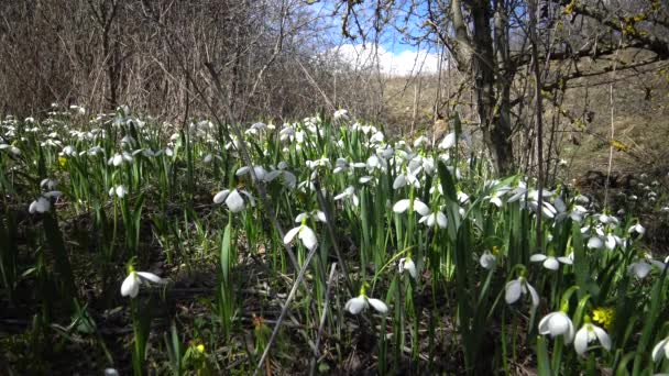 Amaryllidaceae Amaryllidoideae Galanthus Elwesii Elwes Snowdrop Greater Snowdrop Wild Slopes — Stock Video