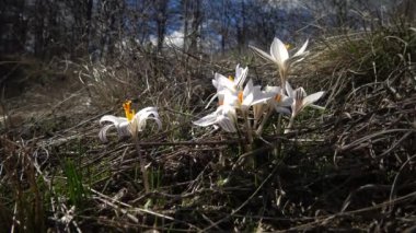 Çiğdem reticulatus. Tiligul Haliç, kırmızı kitap Ukrayna'nın eteklerinde vahşi bir soğanlı bitki