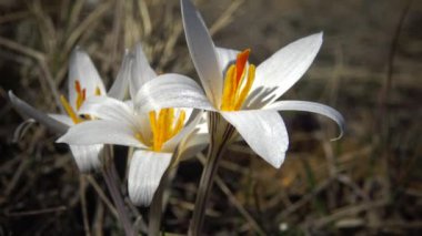 Çiğdem reticulatus. Tiligul Haliç, kırmızı kitap Ukrayna'nın eteklerinde vahşi bir soğanlı bitki