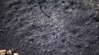 Büyük küçük eklembacaklılar altı ayaklı su yüzey, Tiligul Haliç üzerinde Ukrayna (Springtails, Collembola, Hexapods kümeleri.) 