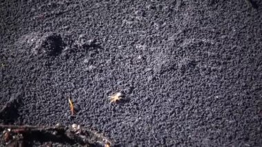 Büyük küçük eklembacaklılar altı ayaklı su yüzey, Tiligul Haliç üzerinde Ukrayna (Springtails, Collembola, Hexapods kümeleri.) 