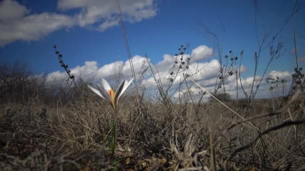 Crocus Reticulatus Una Planta Bulbosa Perenne Naturaleza Las Laderas Del — Vídeo de stock