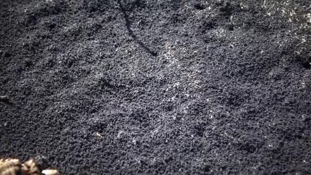 Grandes grappes Petits arthropodes à six pattes à la surface de l'eau, estuaire du Tiligul, Ukraine (Springtails, Collembola, Hexapodes ) 