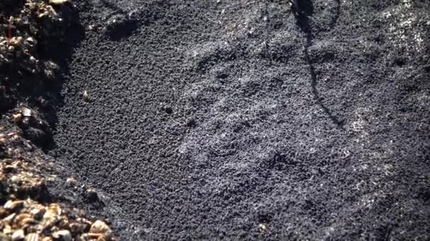 Grupos Enormes Pequeños Artrópodos Seis Patas Superficie Del Agua Estuario — Vídeo de stock